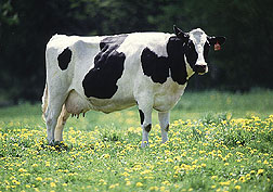 Cow in
          pasture.